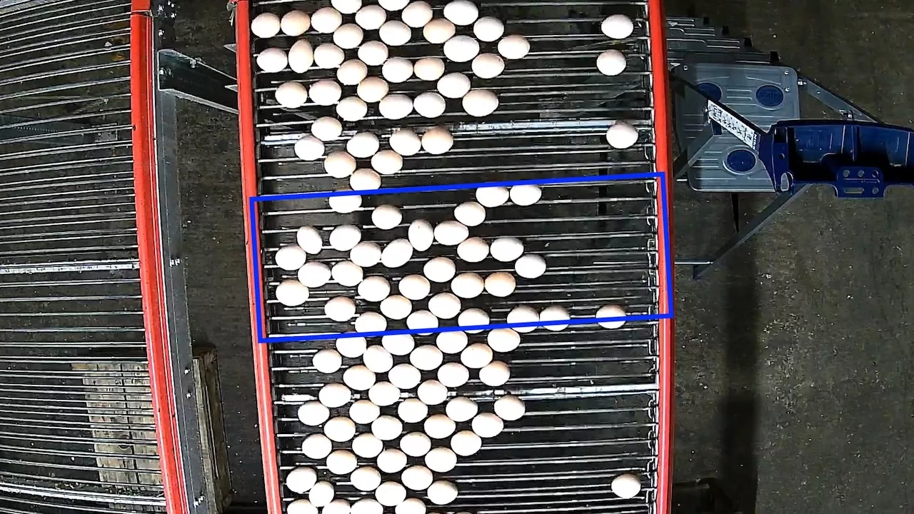 egg counting on vertical, rod or curve conveyors with camera