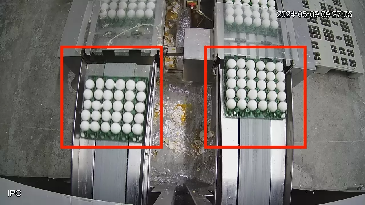 egg counting in boxes on the conveyor belt  