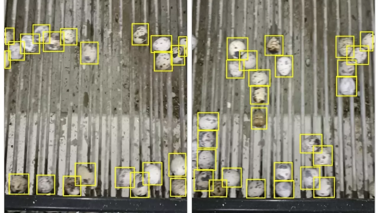 counting quail eggs on a conveyor belt with camera